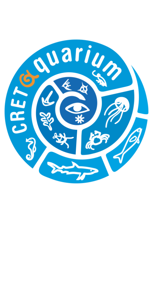 Activities in Agia Pelagia - Things to Do and Places to Visit! 17 Aquarium of Crete 512x1024 1