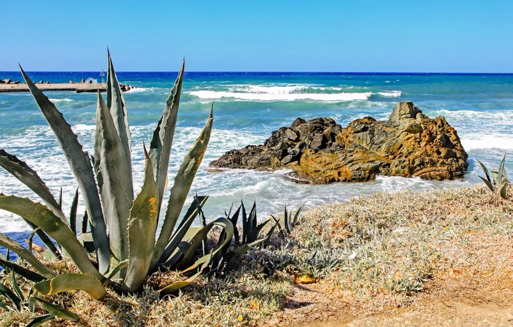 Cretan aloe