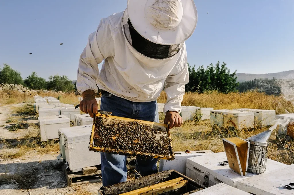 Cretan honey - local producer and his bees