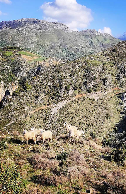 Activities in Agia Pelagia - Things to Do and Places to Visit! 21 Outdoor Activities in Crete Greece trekking tours 430x660 1