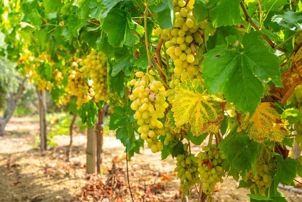 a Cretan vineyard -  Handmade grape harvesting in Crete Greece